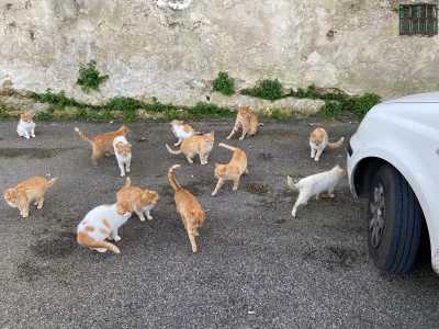 Bari, i gattari e le colonie feline